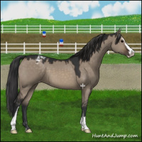 Horse Color:Brown Dun Sabino Varnish 