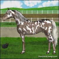 Horse Color:Liver Red Dun Mushroom Appaloosa 