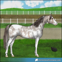 Horse Color:Brown Dun Sabino Varnish 