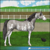 Horse Color:Grullo Sabino Appaloosa