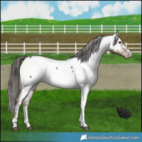 Horse Color:Liver Red Dun Near Fewspot 