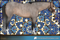 Horse Color:Brown Roan Dun Sabino 