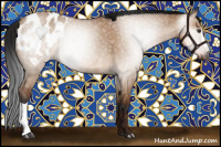 Horse Color:Gray Brown Dun Appaloosa Rabicano