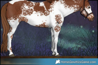 Horse Color:White Spotted Chestnut Tobiano 