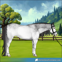 Horse Color:White Spotted Smoky Black