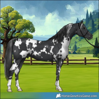 Horse Color:White Spotted Black