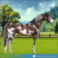 Horse Color:White Spotted Liver Chestnut Sabino Rabicano 