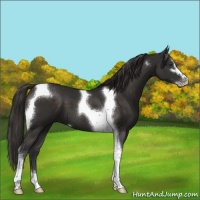 Horse Color:Liver Chestnut Sabino Tobiano 