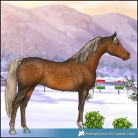 Horse Color:Chocolate Palomino Tobiano 