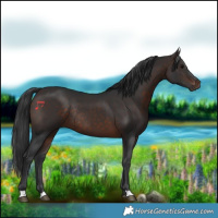 Horse Color:Brown Rabicano 