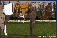 Horse Color:Liver Chestnut Appaloosa 