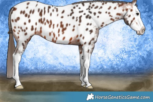 Horse Color:Bay Splash Appaloosa