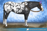 Horse Color:Black Splash Appaloosa 