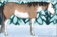 Horse Color:Brown Dun Sabino Splash Rabicano
