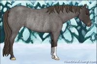 Horse Color:Smoky Blue Roan Appaloosa Rabicano 