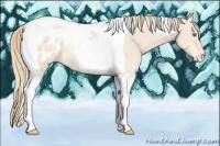 Horse Color:Perlino Tobiano Appaloosa Rabicano