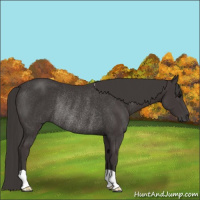 Horse Color:Smoky Black Rabicano 