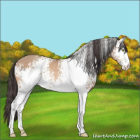 Horse Color:White Spotted Sable Champagne 