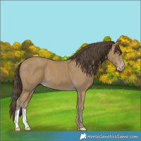 Horse Color:Classic Cream Champagne 