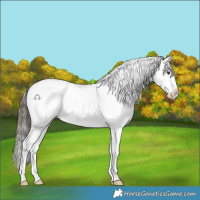 Horse Color:White Spotted Buckskin Dun Splash Rabicano 