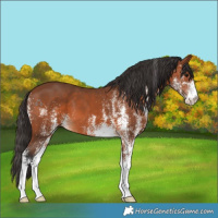 Horse Color:White Spotted Bay 
