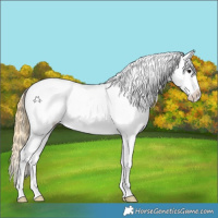 Horse Color:White Spotted Smoky Grullo Splash Appaloosa 