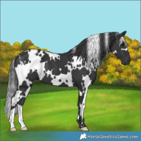 Horse Color:White Spotted Black