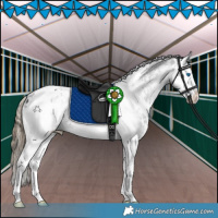 Horse Color:White Spotted Smoky Black Splash Appaloosa 