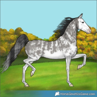 Horse Color:Grullo Sabino Splash 