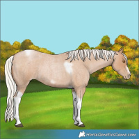 Horse Color:Silver Blue Roan Pearl Tobiano Frame Rabicano 