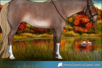 Horse Color:Liver Red Roan 