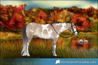 Horse Color:White Spotted Liver Red Dun 