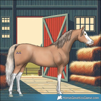 Horse Color:Gold Champagne Splash 