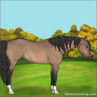 Horse Color:Bay Dun