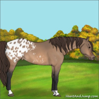 Horse Color:Bay Dun Appaloosa 