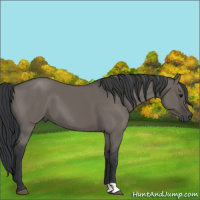 Horse Color:Grullo