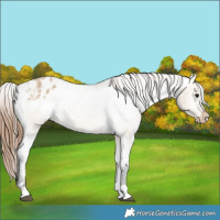 Horse Color:Bay Dun Appaloosa 