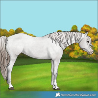 Horse Color:Grullo Appaloosa 