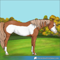 Horse Color:Chestnut Frame 