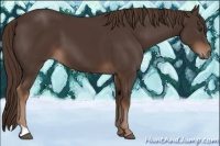 Horse Color:Liver Chestnut 
