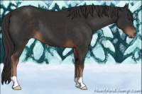 Horse Color:Liver Chestnut 