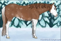 Horse Color:Chestnut Sabino Splash 