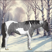 Horse Color:Smoky Blue Roan Tobiano 