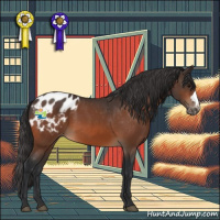 Horse Color:Bay Appaloosa 