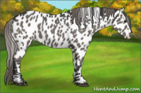 Horse Color:Grullo Appaloosa 