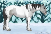 Horse Color:Smoky Black Tobiano 