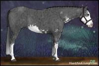 Horse Color:Black Ice Sabino Splash Rabicano 