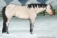 Horse Color:Brown Ice Roan Dun 