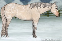 Horse Color:Silver Brown Ice Dun 