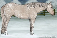 Horse Color:Silver Grullo Ice